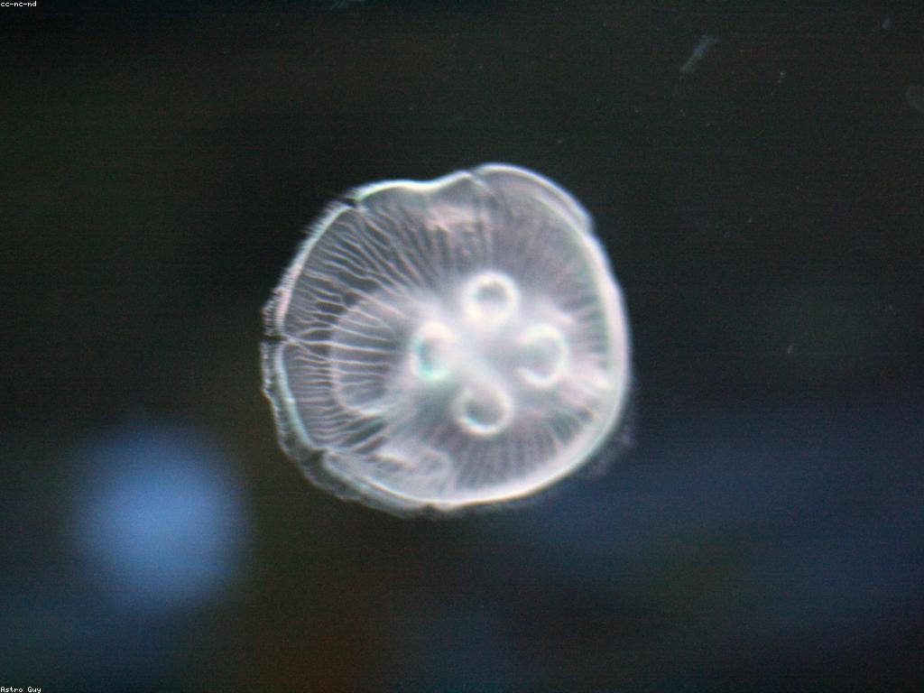 យុទ្ធសាស្ត្រសម្រាប់ការប្រកួតGame Slot ត្រីចុងក្រោយ