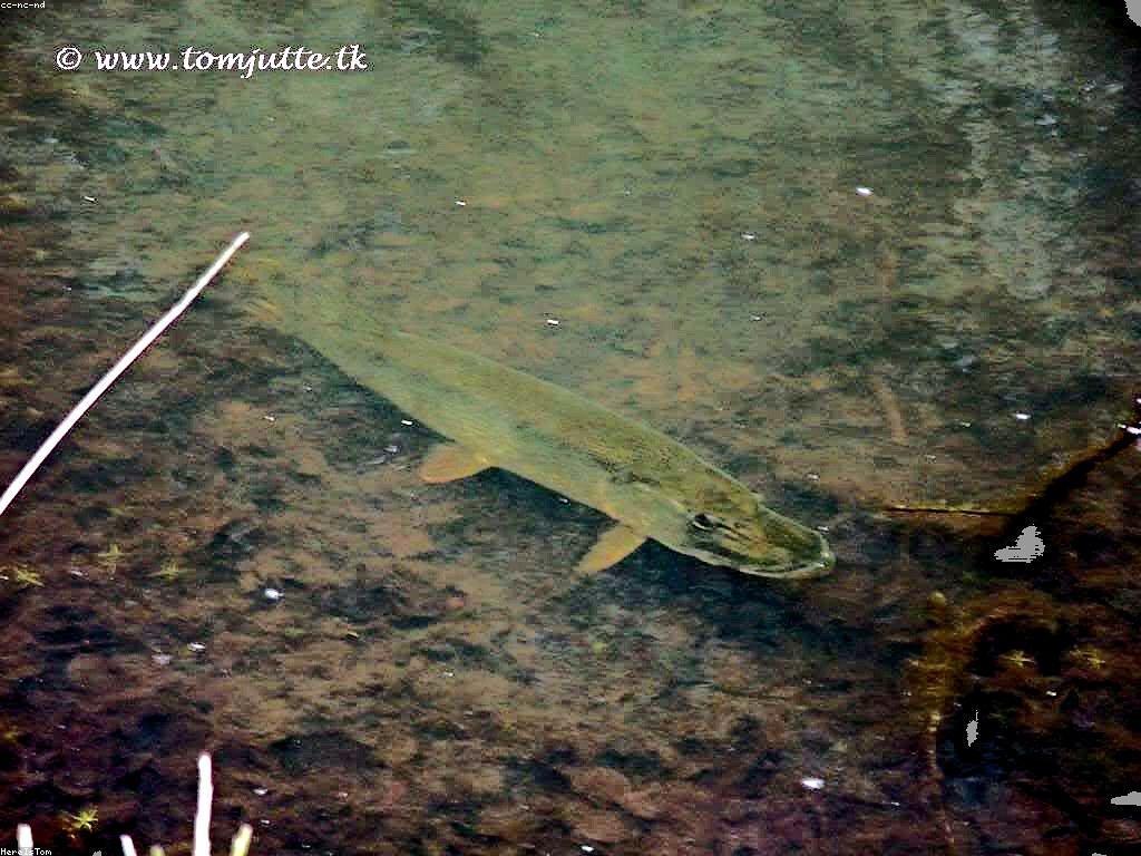 គន្លឹះដើម្បីឈ្នះការប្រកួត Game Slot ត្រី